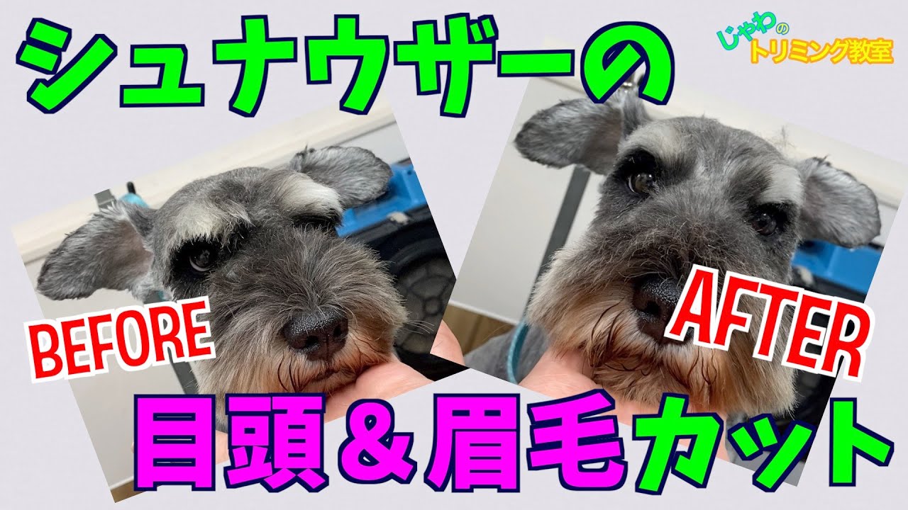 【ピックアップ】目頭＆眉カット：シュナウザー
