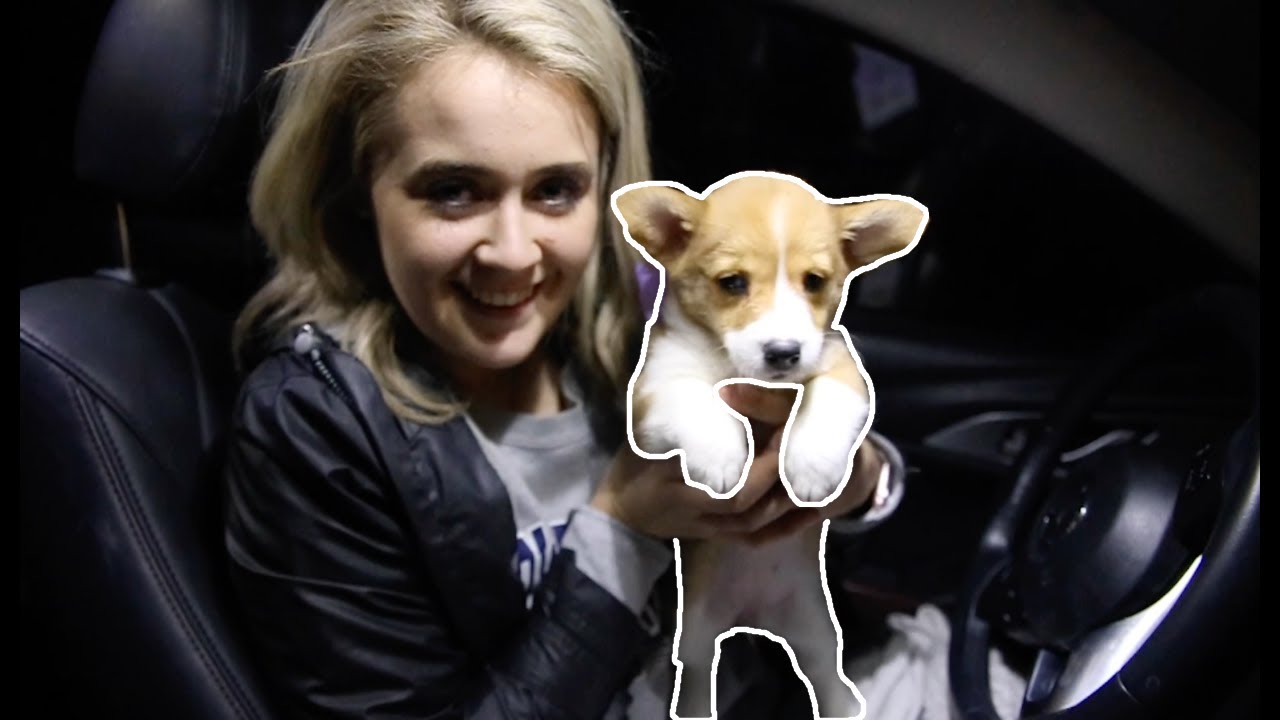 Surprising Mom With a New Corgi Puppy!!