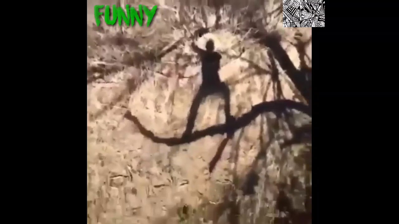 Funny guy falling off a tree branch while singing!