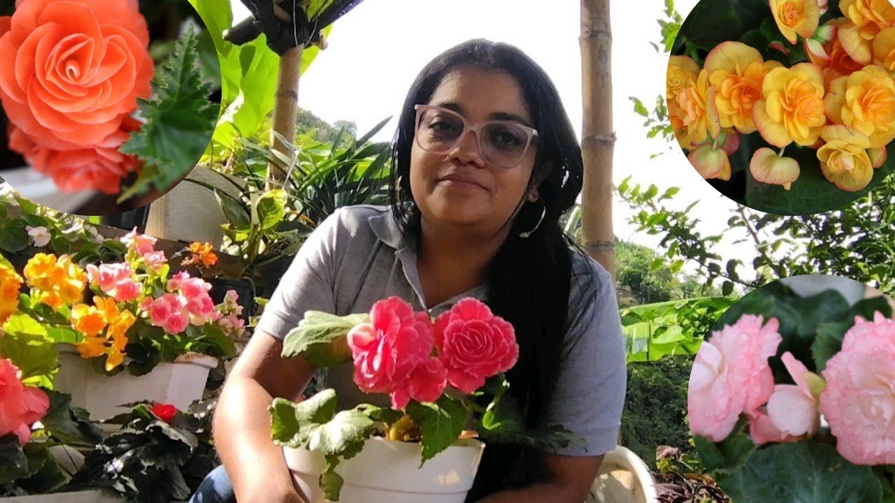 TOUR ACTUALIZADO DE MIS BEGONIAS Y  COMO TRATO SUS ENFERMEDADES 🌸🌿
