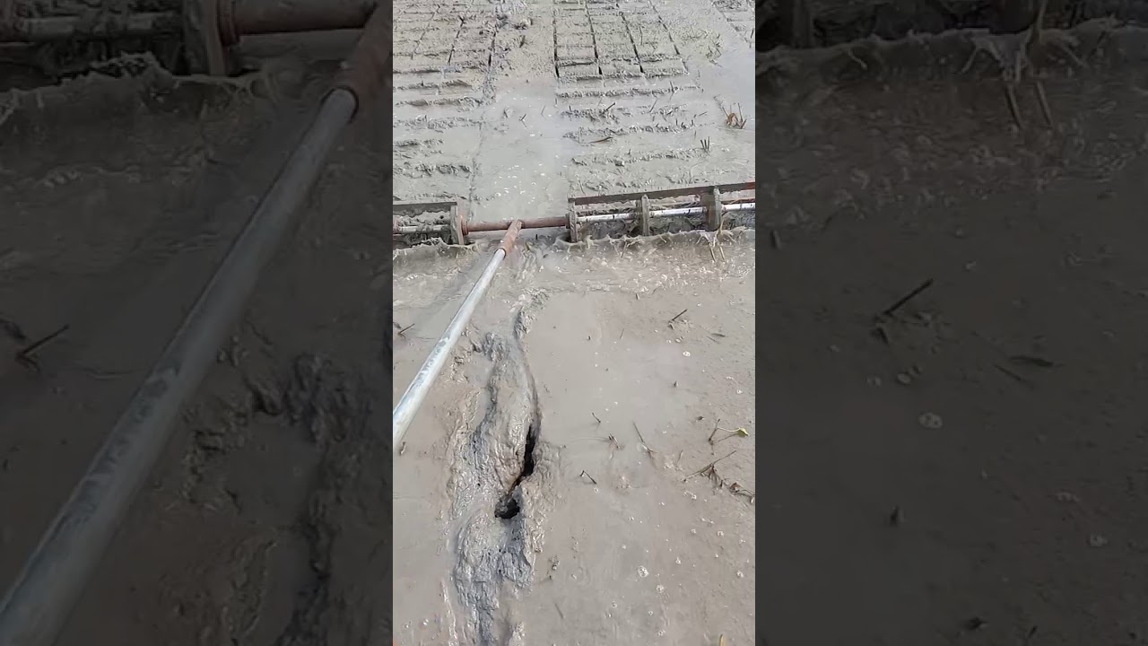 Uji Coba Caplak tanam padi legowo 4:1