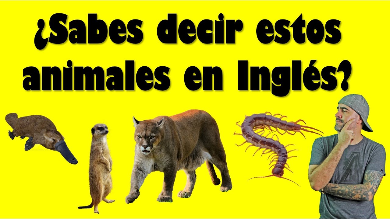 ¿Sabes decir estos ANIMALES en INGLÉS? // Quiz Avanzado
