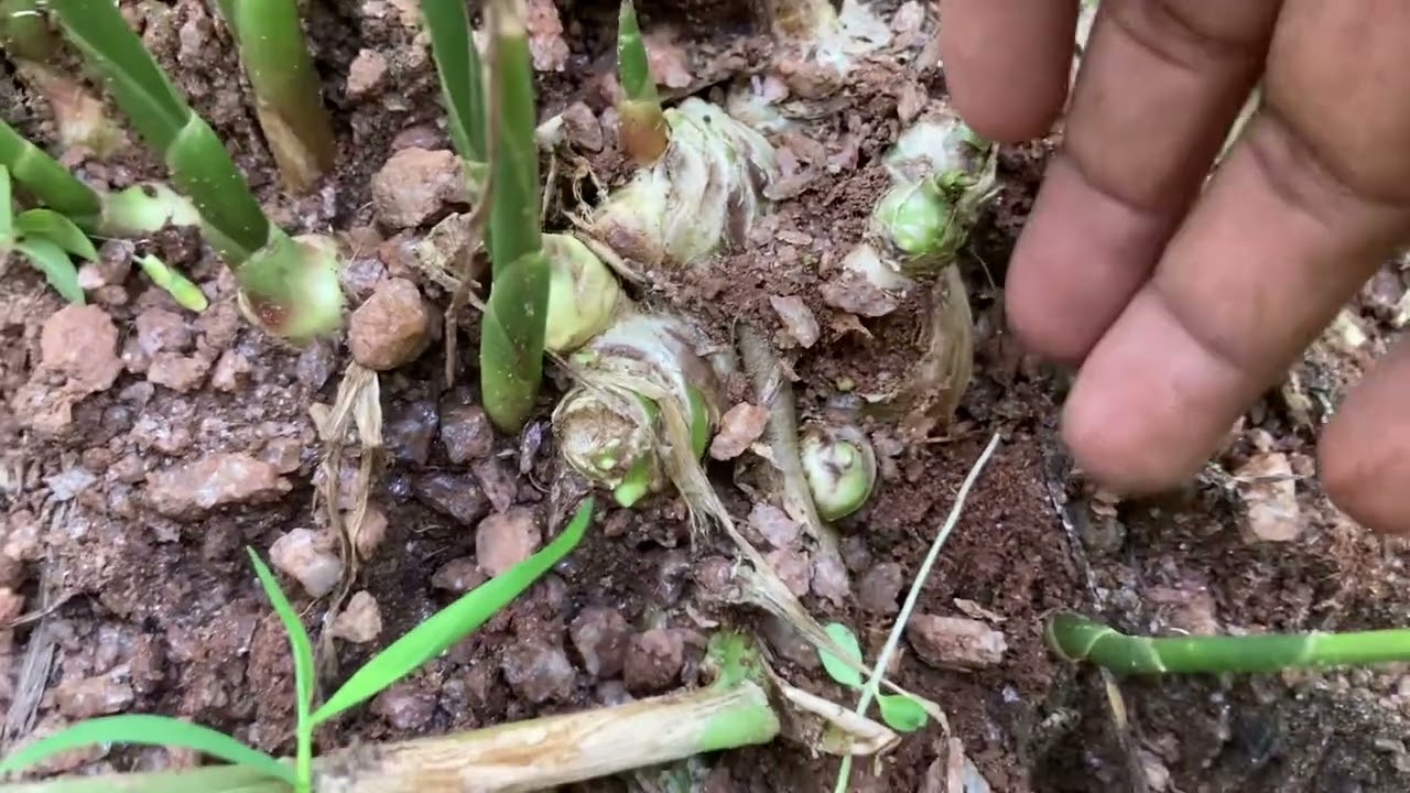 වැඩි ඉඟුරු අස්වැන්නක් ගන්න මෙහෙම කරන්න / #ginger      #srilanka
