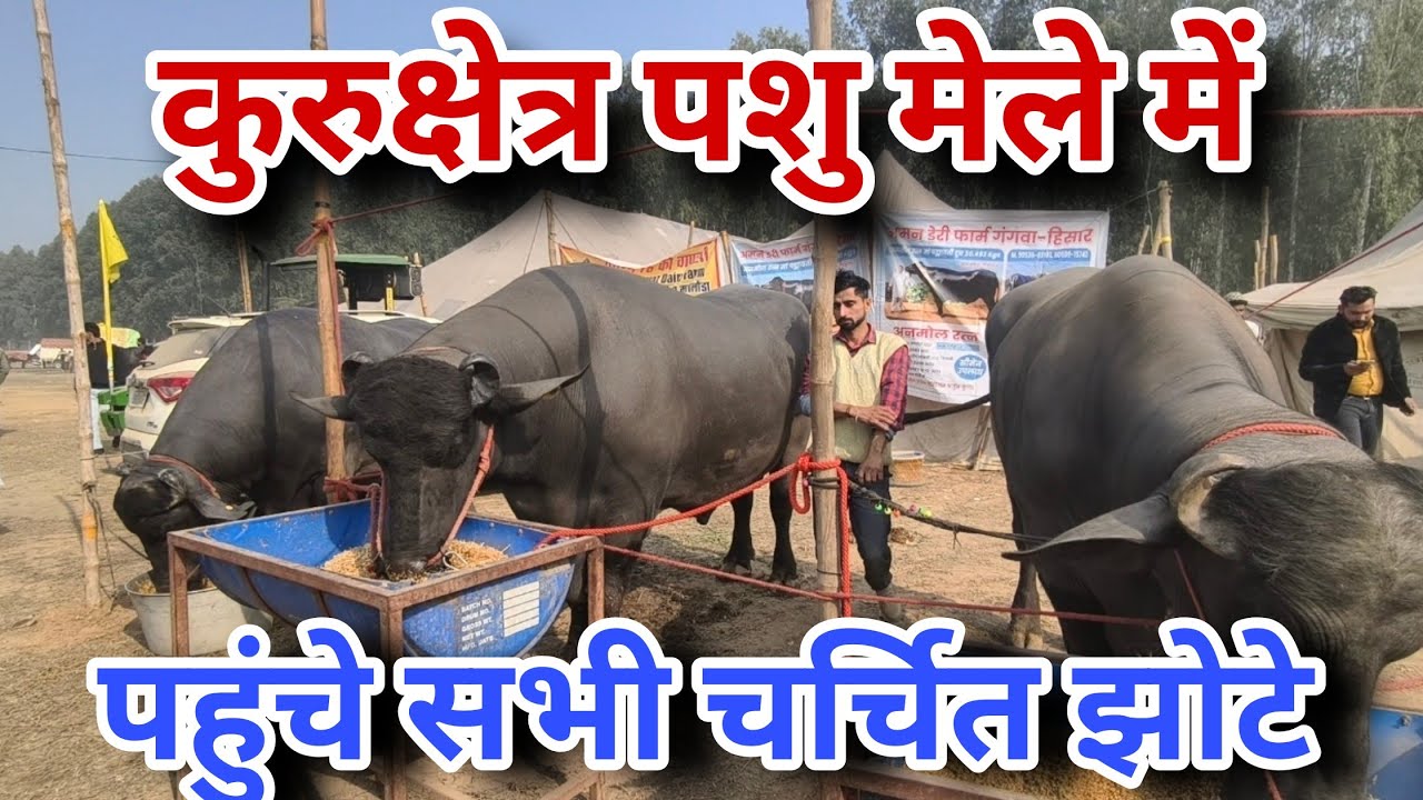 DFA द्वारा कुरुक्षेत्र में आयोजित पशु मेले में छाए झोटे ही झोटे।