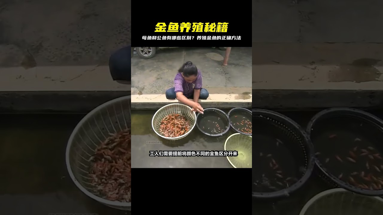母魚和公魚是怎么區分的？正確養殖金魚的方法教你！ #制造过程 #金属挤压 #铝瓶 #墨壶 #螺旋桨