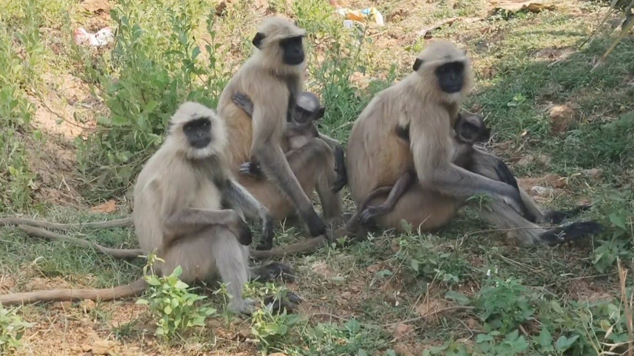 देखिए कैसे एक बंदरिया अपने बच्चे का ख्याल रखती है।