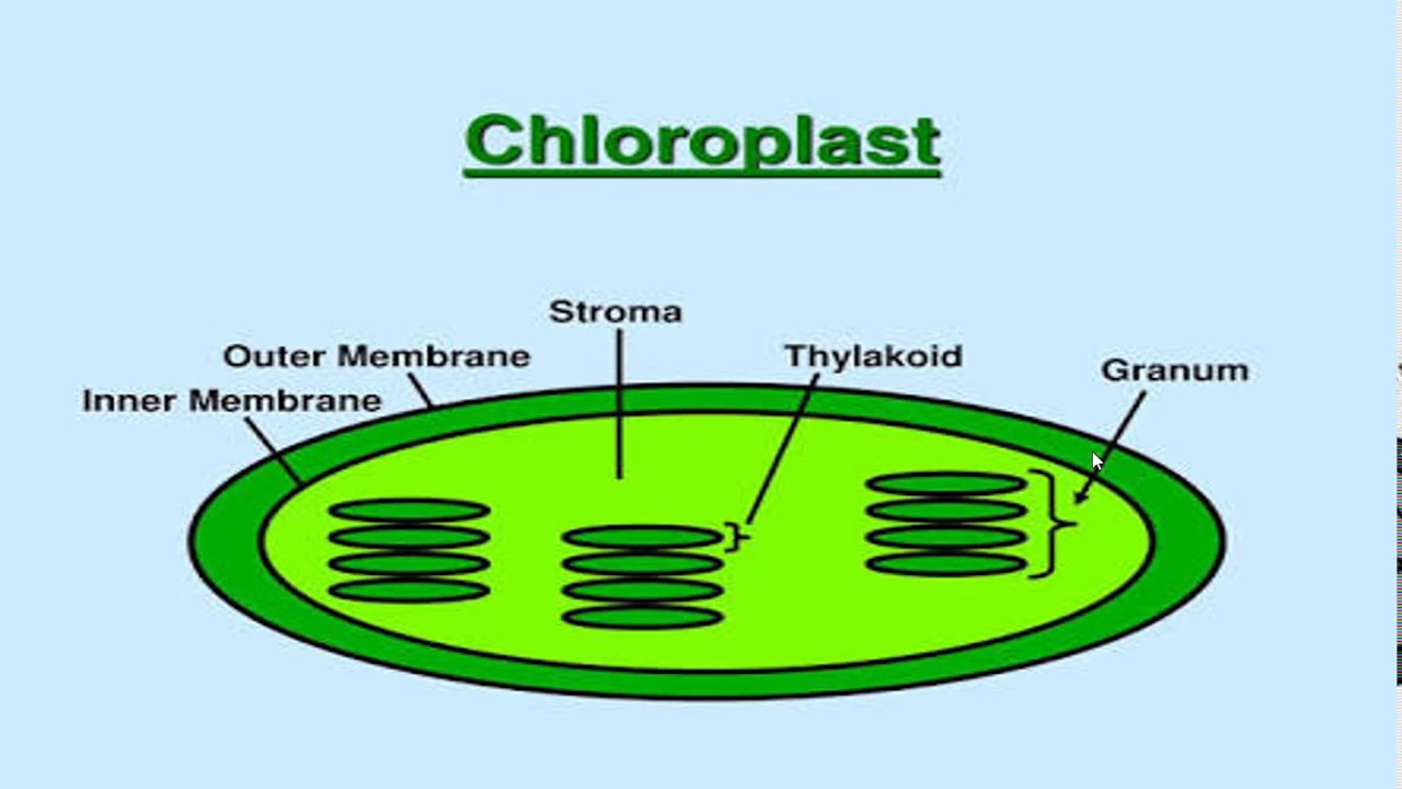 Chloroplast | Stroma | Grana | Thylakoid