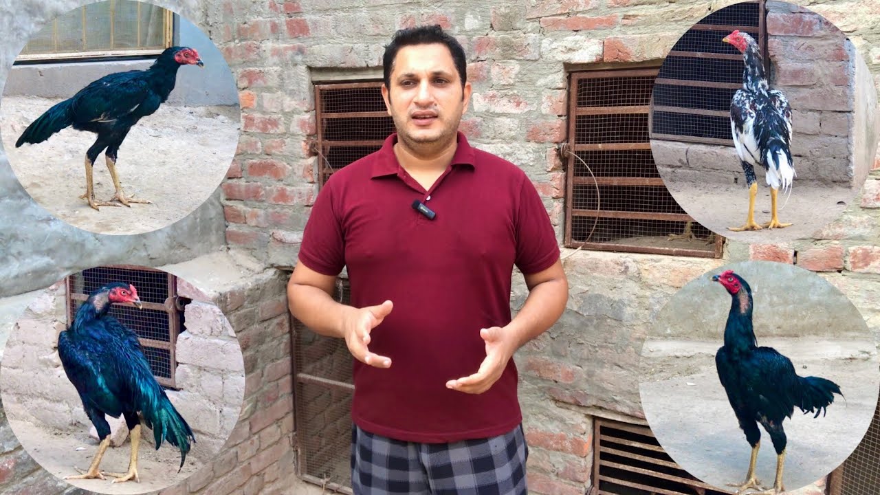 5 to 6 month old aseel pathy | basheer purbana bloodline