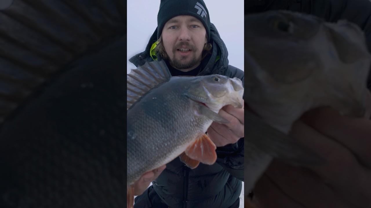 NYT JYTISEE🔥- AHVENEN PILKINT&Auml; #pilkkiliiga #fishing #icefishing #kalastus #fishing #fish #wildlife
