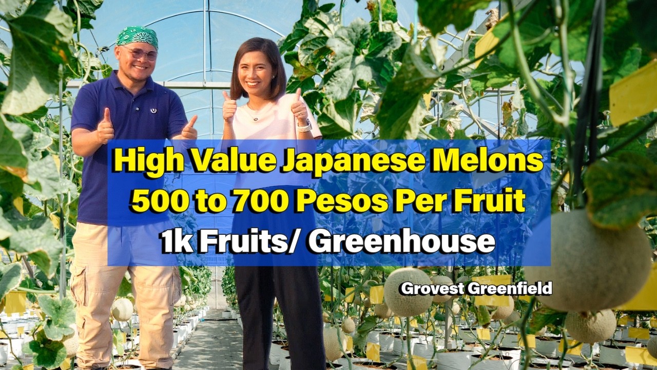 High Value Japanese Melons 500 to 700 Pesos Per Fruit, 1k Fruits/ Greenhouse