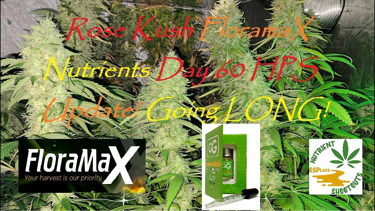 Rose Kush FloramaX Nutrients Day 60 HPS Update! Going LONG!