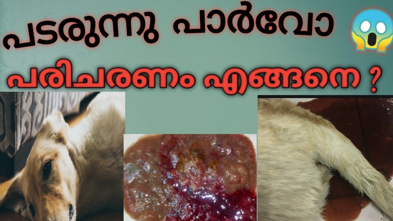 പടരുന്നു പാർവോ#parvovirus #parvo