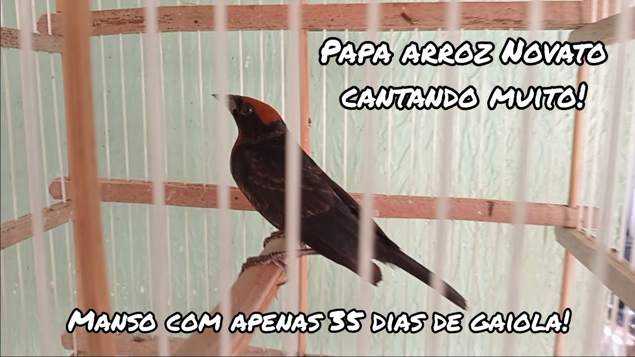 Papa arroz amansou e abriu canto muito r&aacute;pido 🔥 (Esquenta Garibaldi)