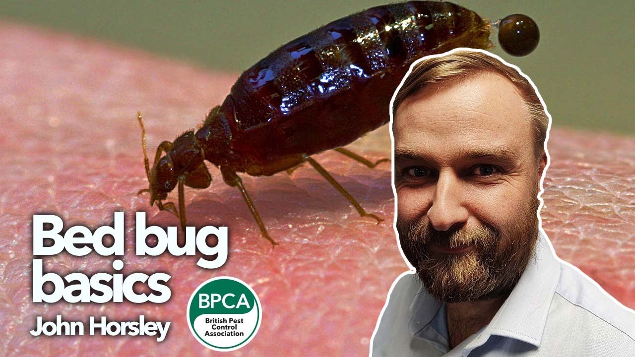 Bed bug basics