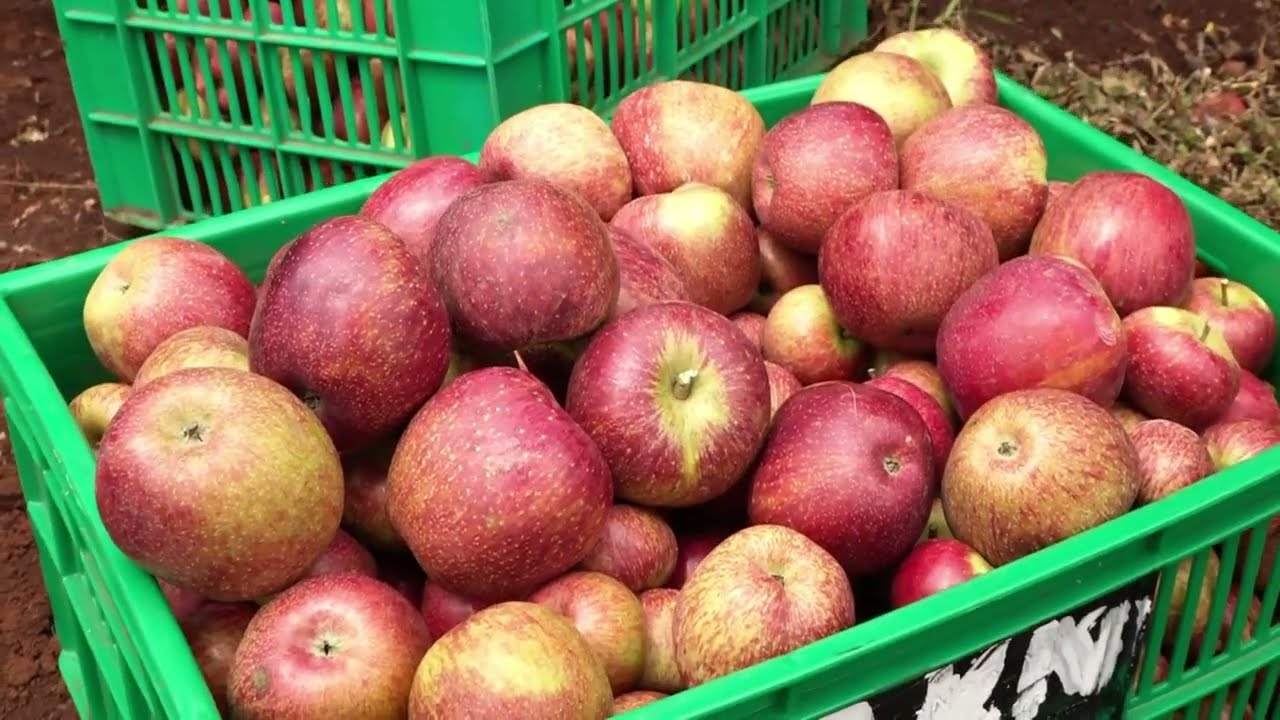 KALRO Low Chilling Apple Varieties