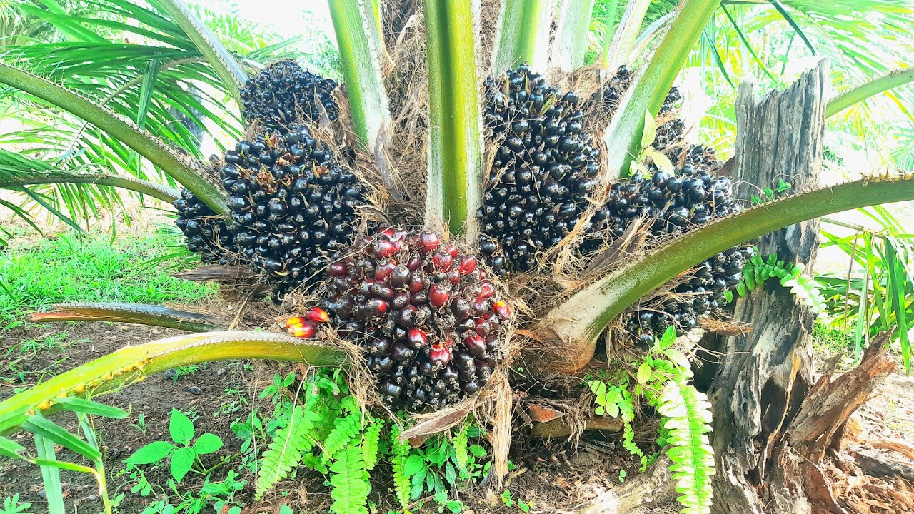 Ini Hasilnya Jika Sawit Rutin dipupuk, Buahnya Keliling Merah-merah