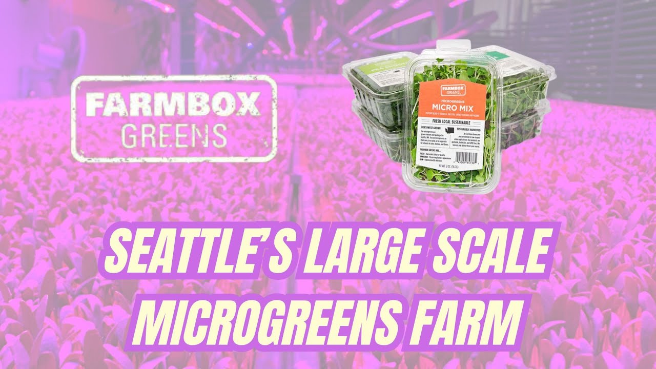 Farmbox Greens: The Operations Behind Seattle's Vertical Farm