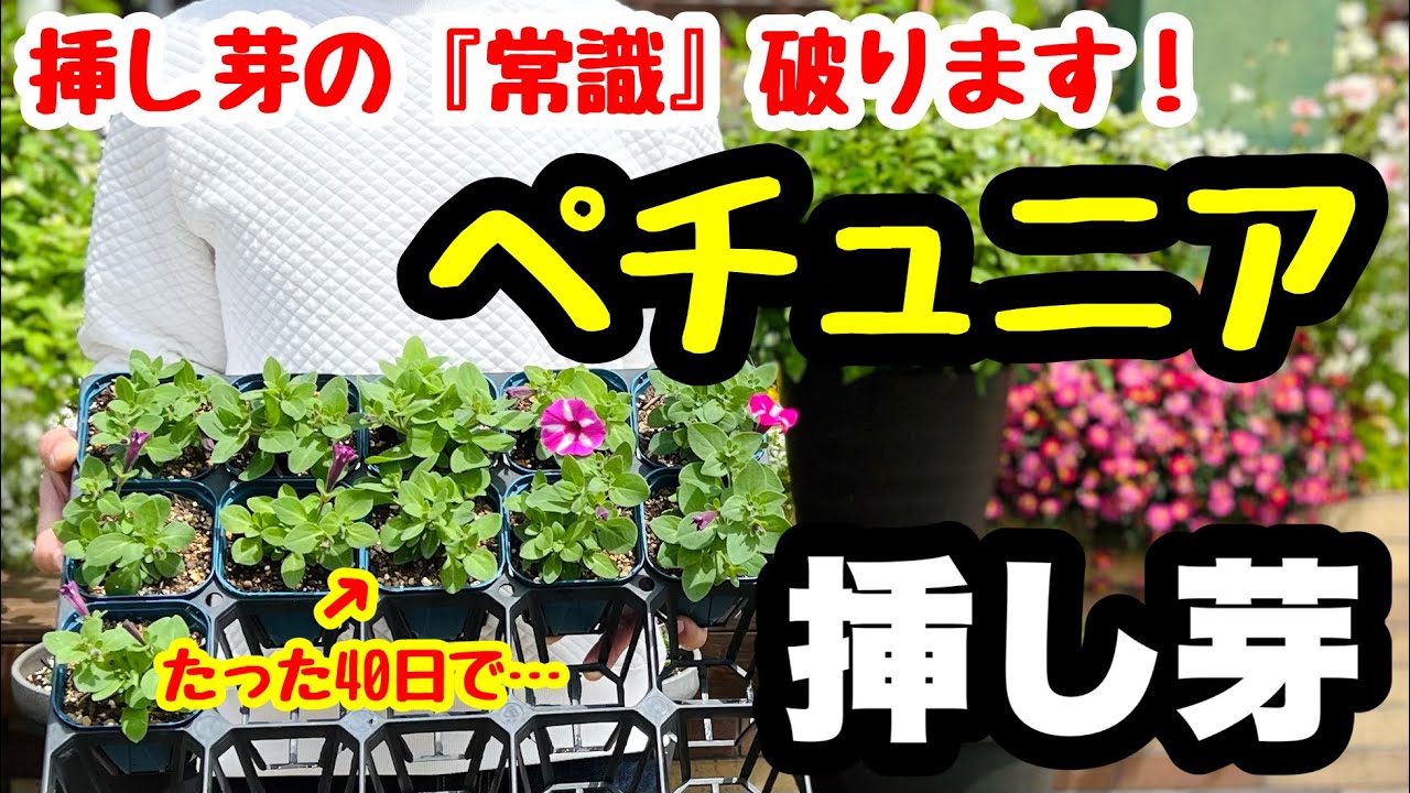 ◆ペチュニア【挿し芽】常識破ります❗️