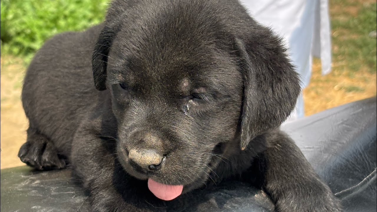 Labrador puppy’s 🐶 Available top quality normal price me#viral #youtubeshorts #shortvideo #funny 