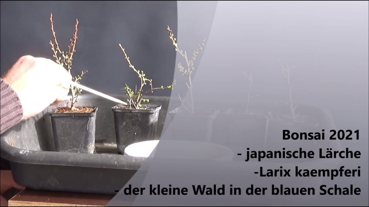 Bonsai 2021-19 -  japanische Lärche - Larix kaempferi - der kleine Wald in der blauen Schale