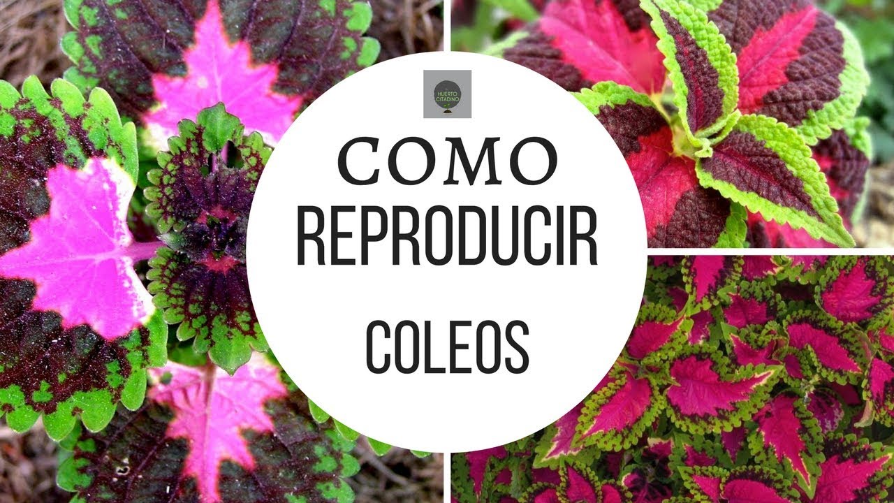COMO REPRODUCIR COLEOS EN 8 DIAS