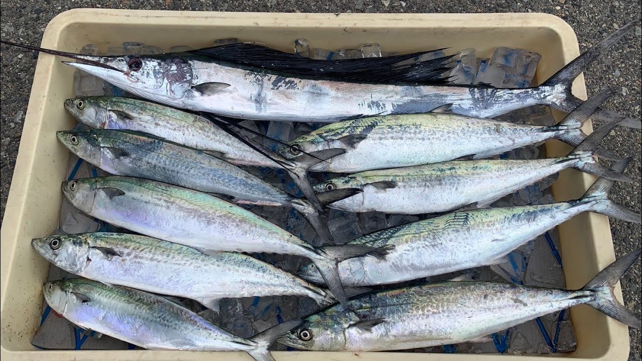 【釣行】久しぶりに魚を感じた サゴシ釣行