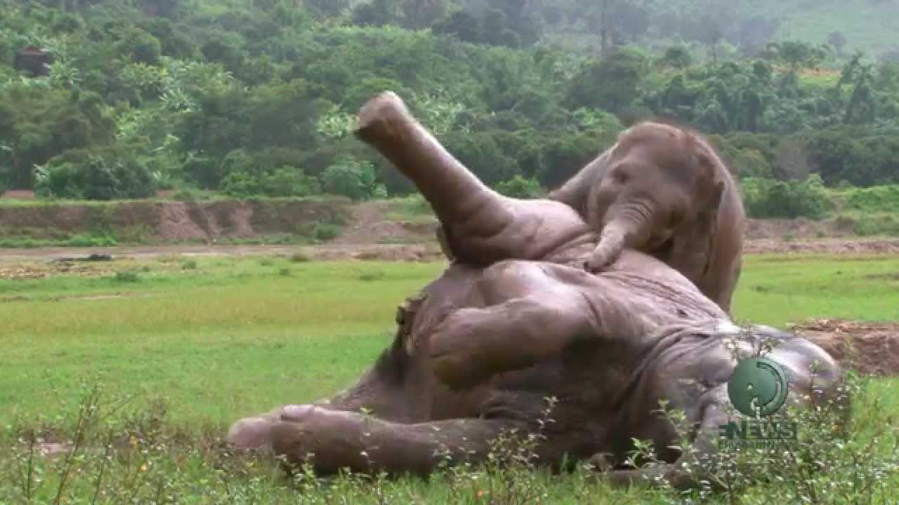 Faa Mai and baby elephant Dok Mai - ElephantNews