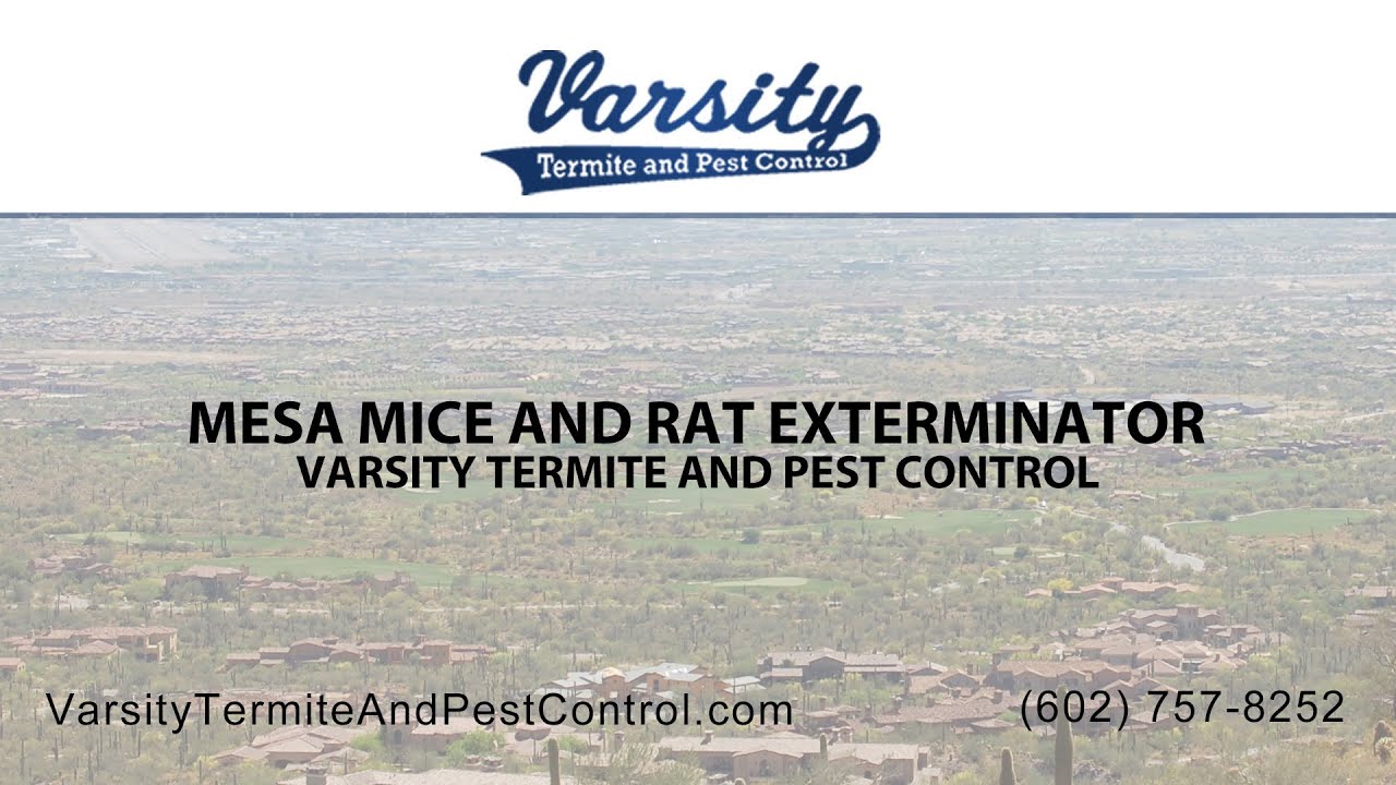 Mesa Mice and Rat Exterminators | Varsity Termite & Pest Control