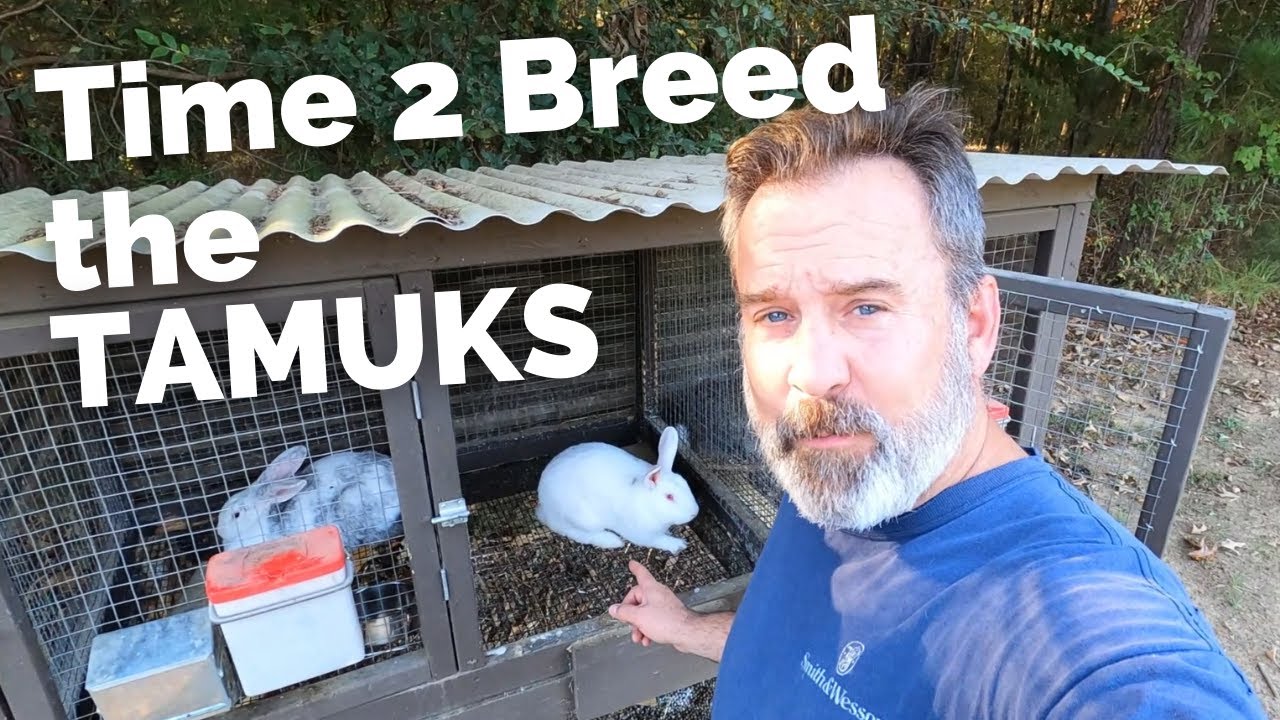 Let's Breed our Rabbits | Texas A&M University Kingsville Meat Rabbit Breeding