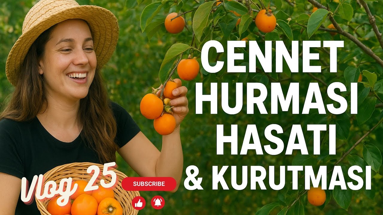 Cennet Hurması Hasadı | Cennet Hurması Nasıl Kurutulur? - 25