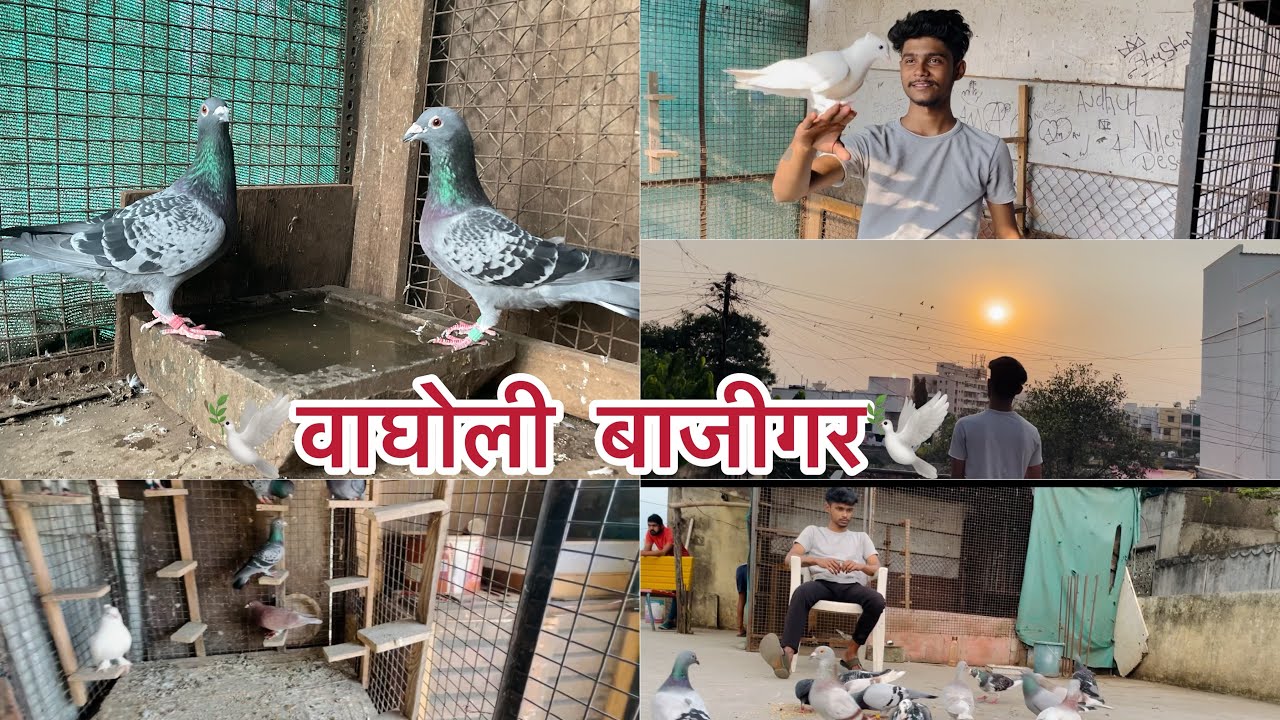 🕊️वाघोली बाजीगर🕊️  || कबुतर रेस || कबुतर|| बाजीगर|| पक्षी प्रेमी ||rajvlogs|| Marathivlogs