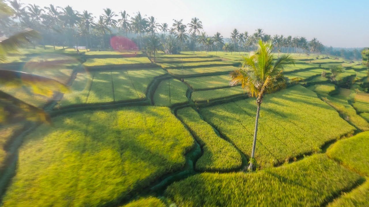 BALI Rice Field - UNCUT FLIGHT || FPV Drone GoPro [4K] INDONESIA ft. MaiOnHigh