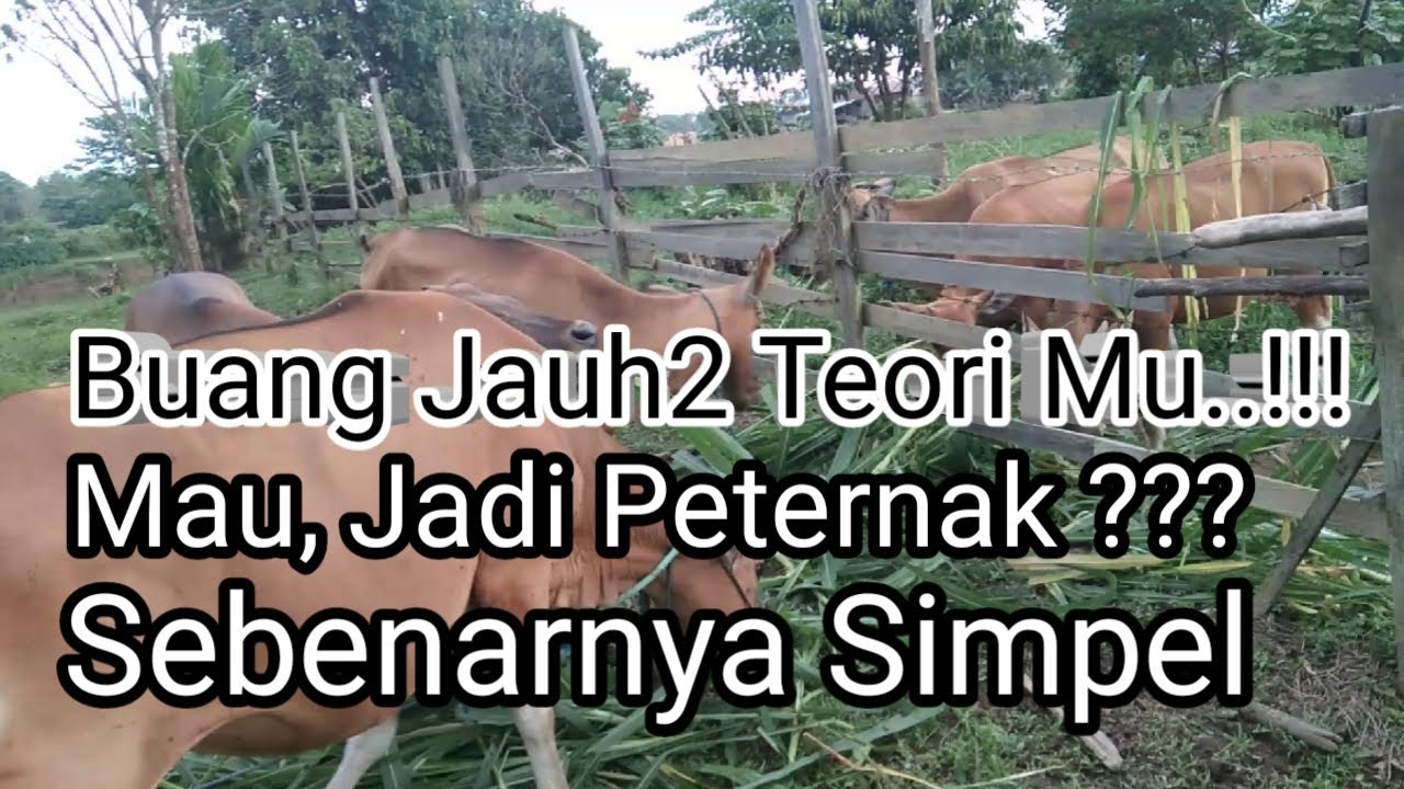 3 langkah mau jadi peternak pemula