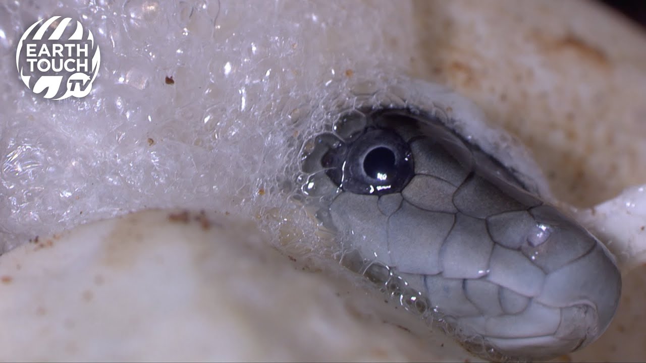 Baby black mambas take their first breaths