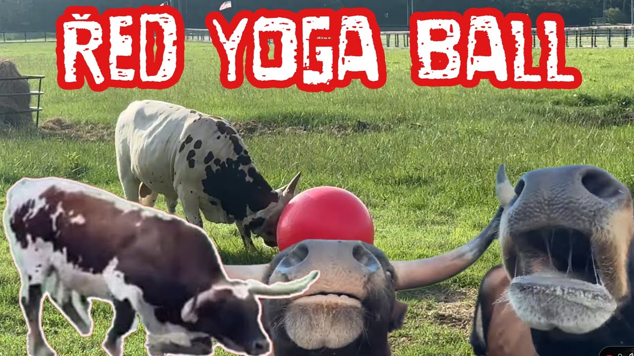 Longhorns and Red Balls!