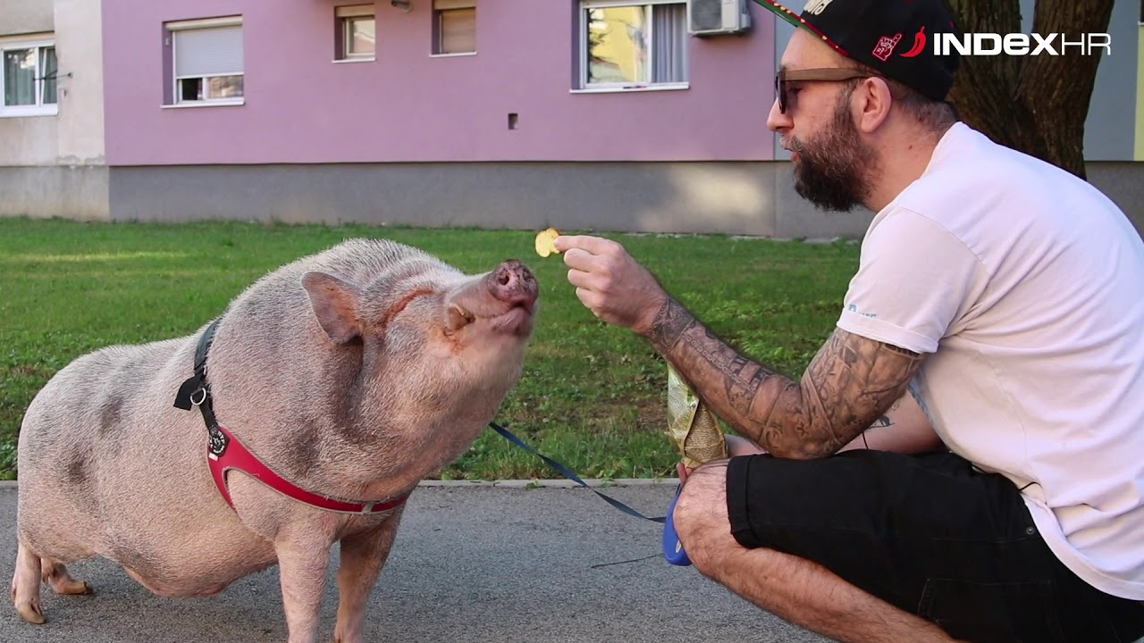 Zagrepčanin živi sa svinjom: 