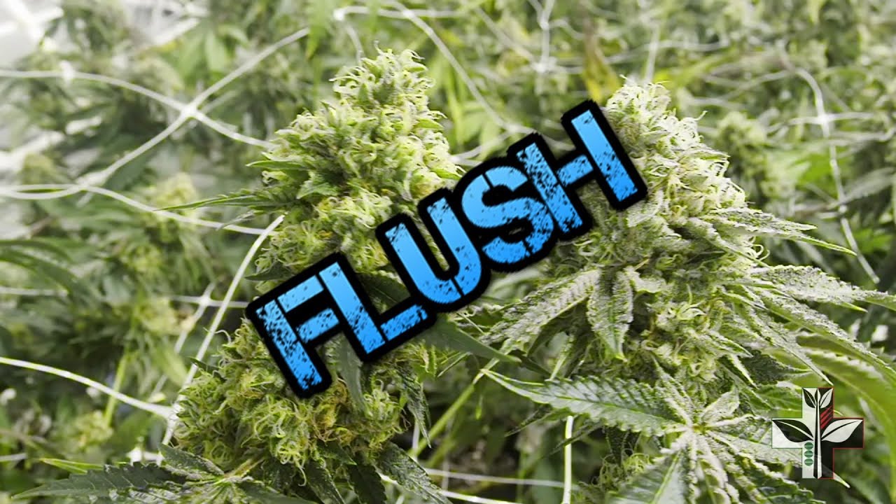Just another Weed Grow - GG4 and Orange Cookies Flush | FOLLOW US Links Below!