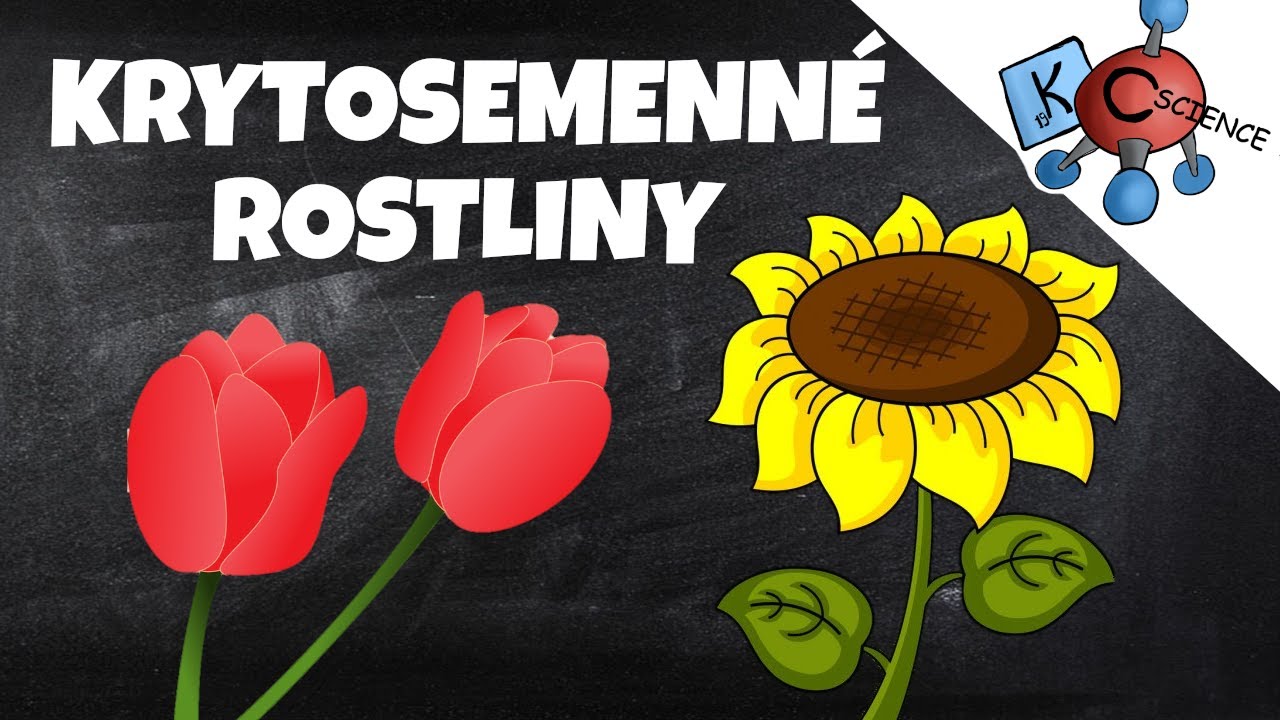 Znaky a rozd&iacute;ly jednoděložn&yacute;ch a dvouděložn&yacute;ch rostlin pro ž&aacute;ky Z&Scaron;