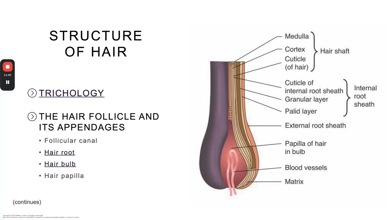 Esthetics: Ch. 11 Hair Removal
