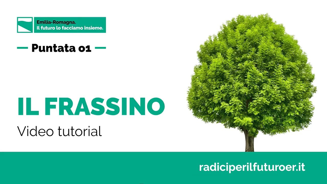 Il frassino | Tutorial piantumazione e cura | Mettiamo radici per il futuro