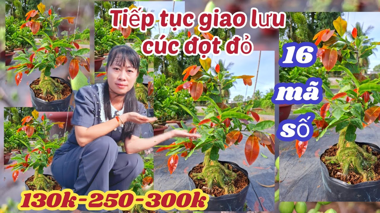 13/02/2026💥26/12 (ÂL) 💥giao lưu mai cúc đọt đỏ 130k-250-300k 💥Mai vàng lá đỏ 