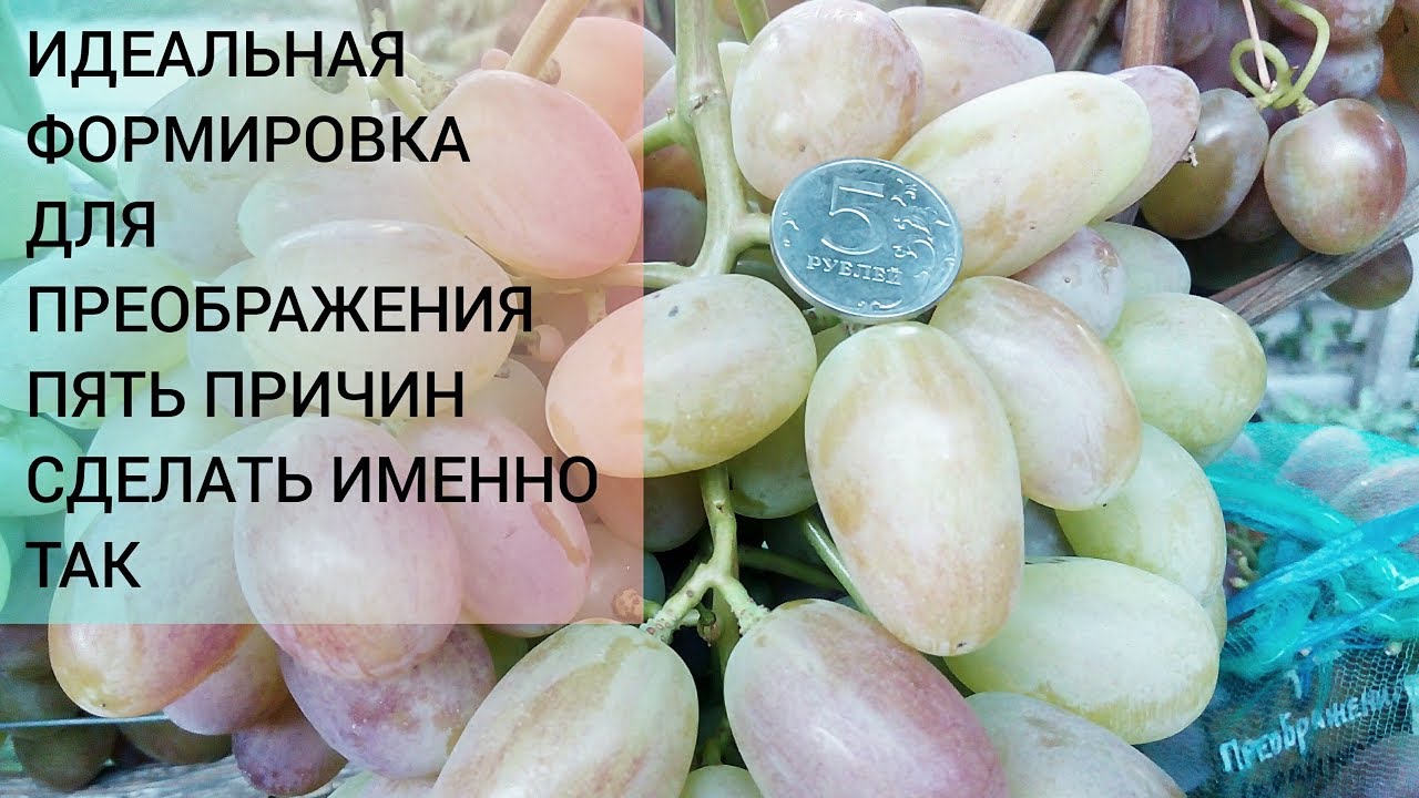 Виноград ПРЕОБРАЖЕНИЕ/пять факторов перевести преображение на кардон/идеальная формировка для