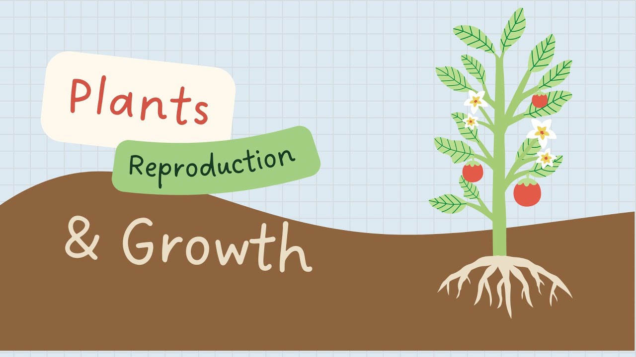 Unlock the Secrets of Plant Reproduction and Growth: PowerPoint Lecture