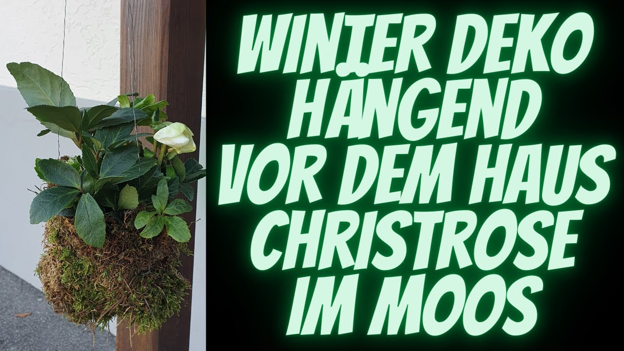 Aussen Dekoration Winter zum selber machen -  Hängende Christrose in Moos - Winter Deko vor dem Haus