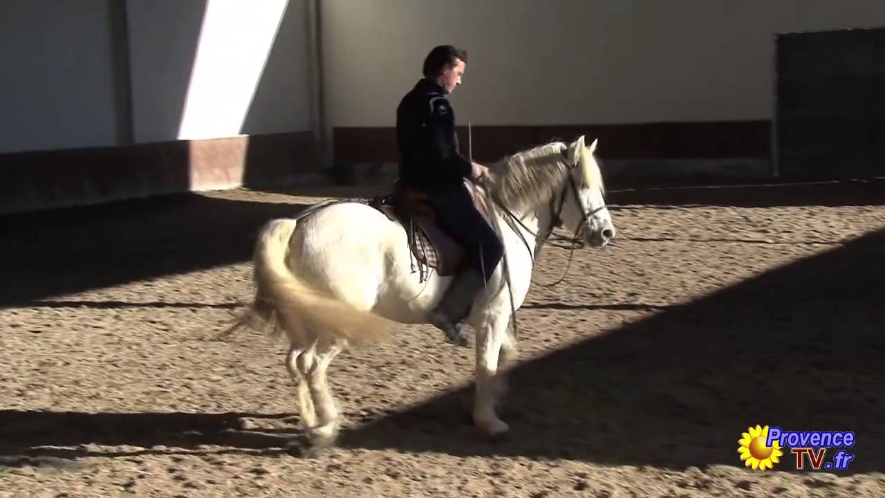Initiation au dressage Chevaux Camargue