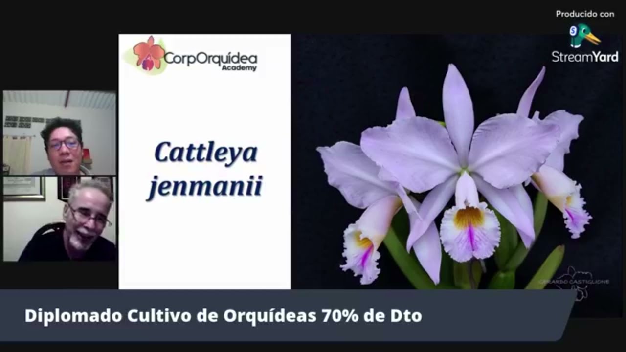 Orquídea Cattleya jenmanii - Aprende a cultivar orquídeas con CorpOrquídea