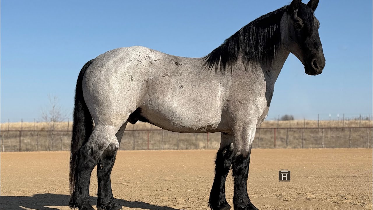 Viggo - 2020 Draft Cross Gelding