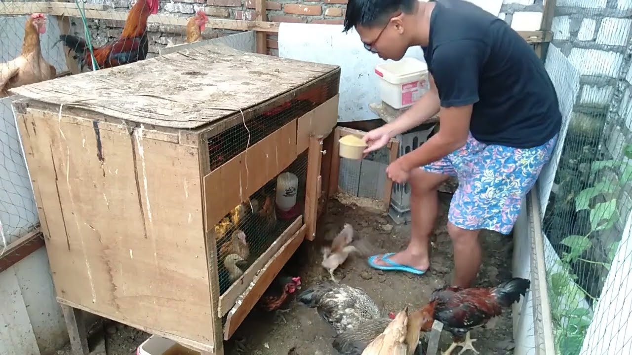 Situasi tidak kondusif ayam pada lapar semua #mulaibeternak