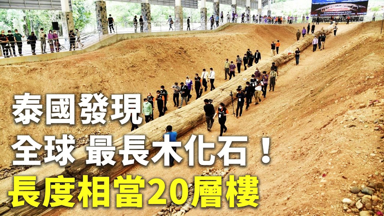 泰國發現全球最長木化石！長度相當20層樓 - 石化樹幹 - 國際新聞
