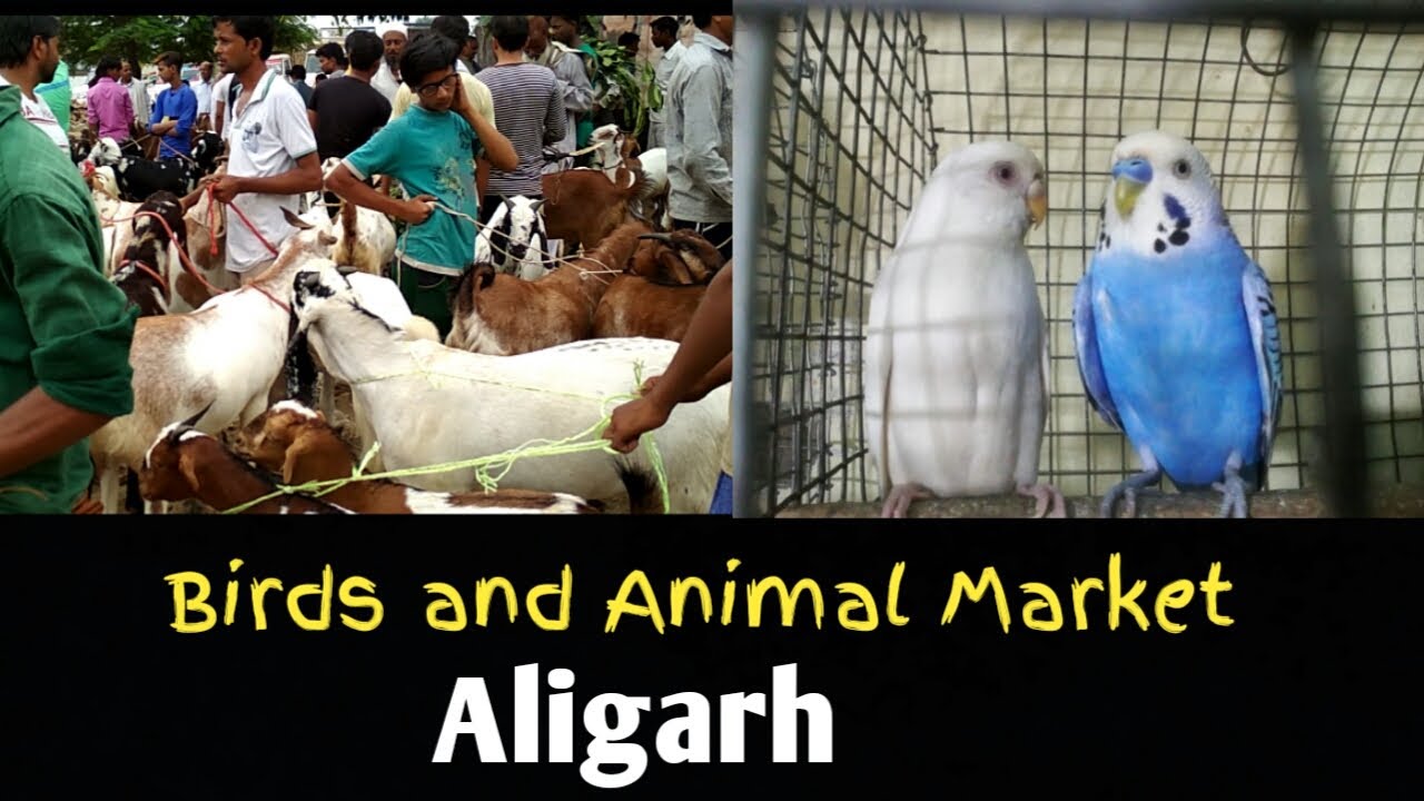 Aligarh Birds and Animal Market